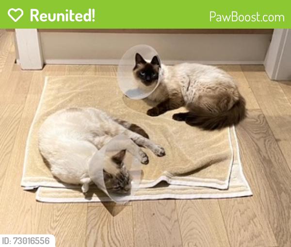 Reunited Female Cat last seen Blenkisop and Judge place, Victoria, BC V8P 2C6