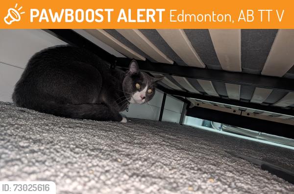 Found/Stray Unknown Cat last seen The person who lives at this address opened their front door and the cat ran in and is currently hiding under a bed upstairs. This is a gray and white tuxedo cat with a collar and a green or blue bell. This would be in the Maplecrest area, Edmonton, AB T6T 2V4