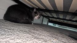 Found/Stray Unknown Cat last seen The person who lives at this address opened their front door and the cat ran in and is currently hiding under a bed upstairs. This is a gray and white tuxedo cat with a collar and a green or blue bell. This would be in the Maplecrest area, Edmonton, AB T6T 2V4