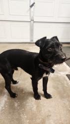 Reunited Male Dog last seen Lampson and Lewis, Garden Grove, CA 92840