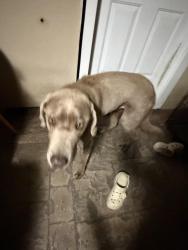 Found/Stray Male Dog last seen Somerset & woodruff avenue , Bellflower, CA 90706