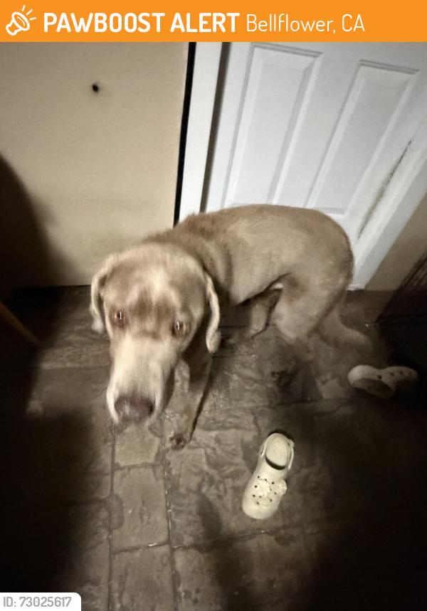 Found/Stray Male Dog last seen Somerset & woodruff avenue , Bellflower, CA 90706