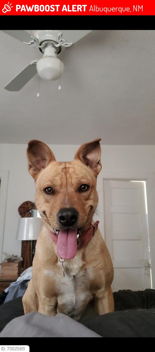 Lost Male Dog last seen Desert Breeze dr, Albuquerque, NM 87121