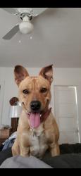 Lost Male Dog last seen Desert Breeze dr, Albuquerque, NM 87121