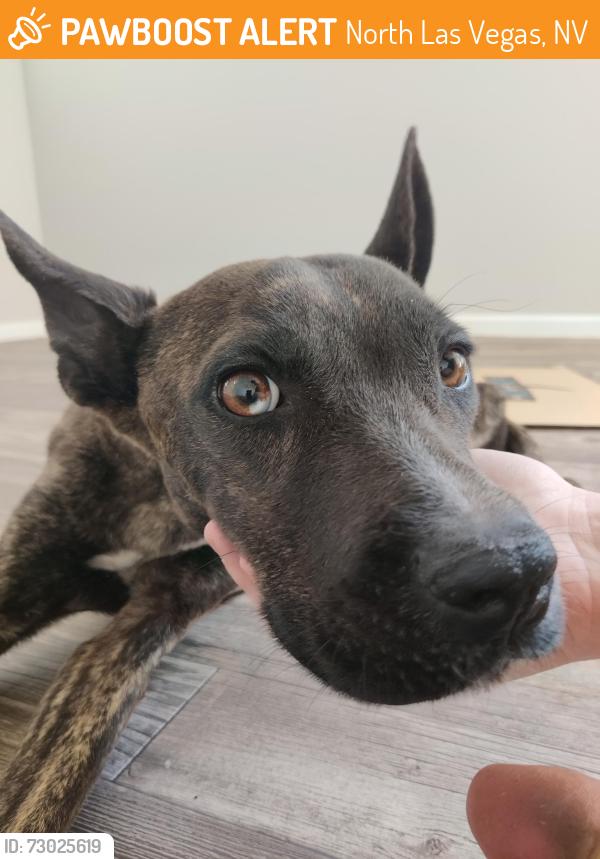 Found/Stray Male Dog last seen Craig and MLK, North Las Vegas, North Las Vegas, NV 89032