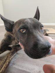 Found/Stray Male Dog last seen Craig and MLK, North Las Vegas, North Las Vegas, NV 89032