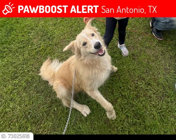 Lost Male Dog last seen topperwein rd, San Antonio, TX 78233