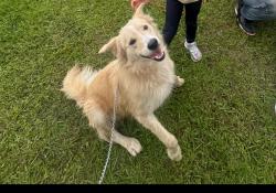 Lost Male Dog last seen topperwein rd, San Antonio, TX 78233