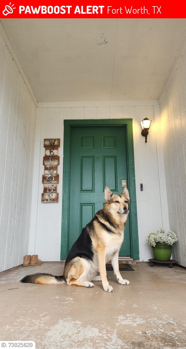 Lost Female Dog last seen Shiver and beach, Fort Worth, TX 76244