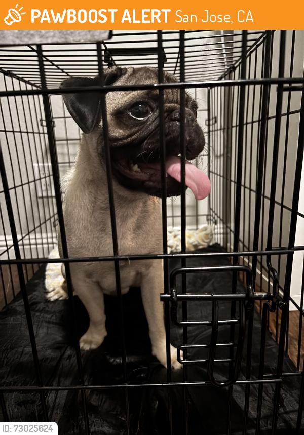 Found/Stray Male Dog last seen Minnesota ave , San Jose, CA 95125