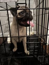 Found/Stray Male Dog last seen Minnesota ave , San Jose, CA 95125