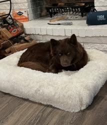 Reunited Male Dog last seen Timberdale and timber view , Grand Prairie, TX 75052