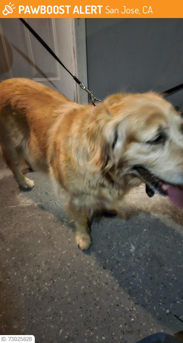 Found/Stray Female Dog last seen Capitol Avenue Coventry drive , San Jose, CA 95127