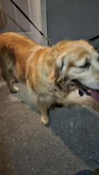 Found/Stray Female Dog last seen Capitol Avenue Coventry drive , San Jose, CA 95127