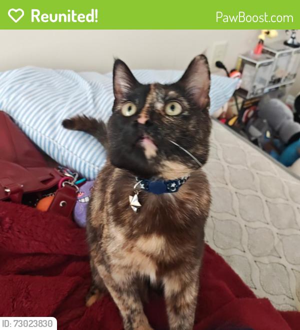 Reunited Female Cat last seen Near Metro drive Martinsburg , Martinsburg, WV 25404