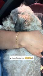Reunited Female Dog last seen 41st & wadsworth , Los Angeles, CA 90011