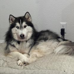 Reunited Male Dog last seen Timberdale st and timber view , Grand Prairie, TX 75052