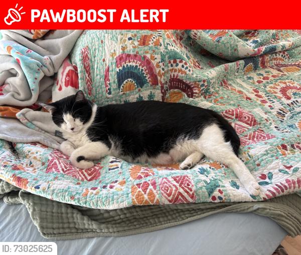 Lost Female Cat last seen Boyd & Superstition, Apache Junction, AZ 85220