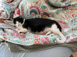 Lost Female Cat last seen Boyd & Superstition, Apache Junction, AZ 85220