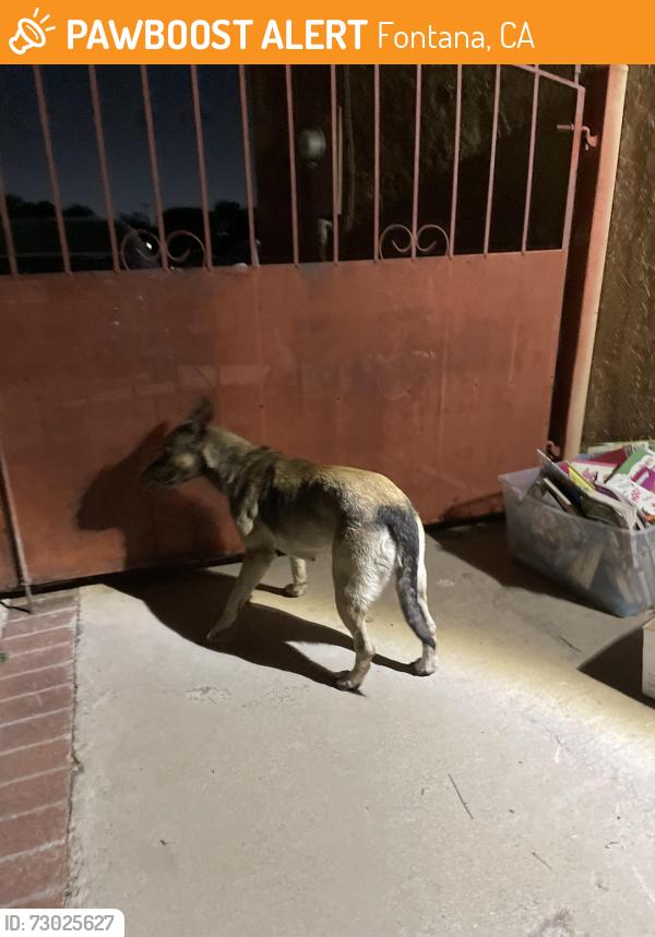 Found/Stray Unknown Dog last seen Citrus and valley, Fontana, CA 92335