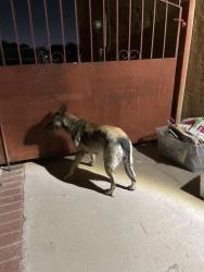 Found/Stray Unknown Dog last seen Citrus and valley, Fontana, CA 92335