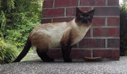 Found/Stray Unknown Cat last seen Lost Lake, Snohomish, WA, Snohomish, WA 98296