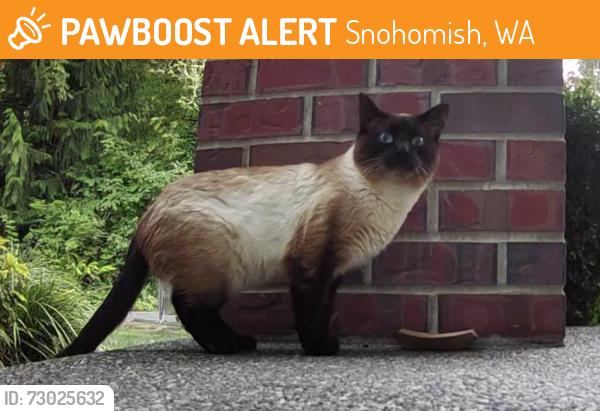 Found/Stray Unknown Cat last seen Lost Lake, Snohomish, WA, Snohomish, WA 98296