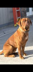 Lost Male Dog last seen Walnut, Perris, CA 92571
