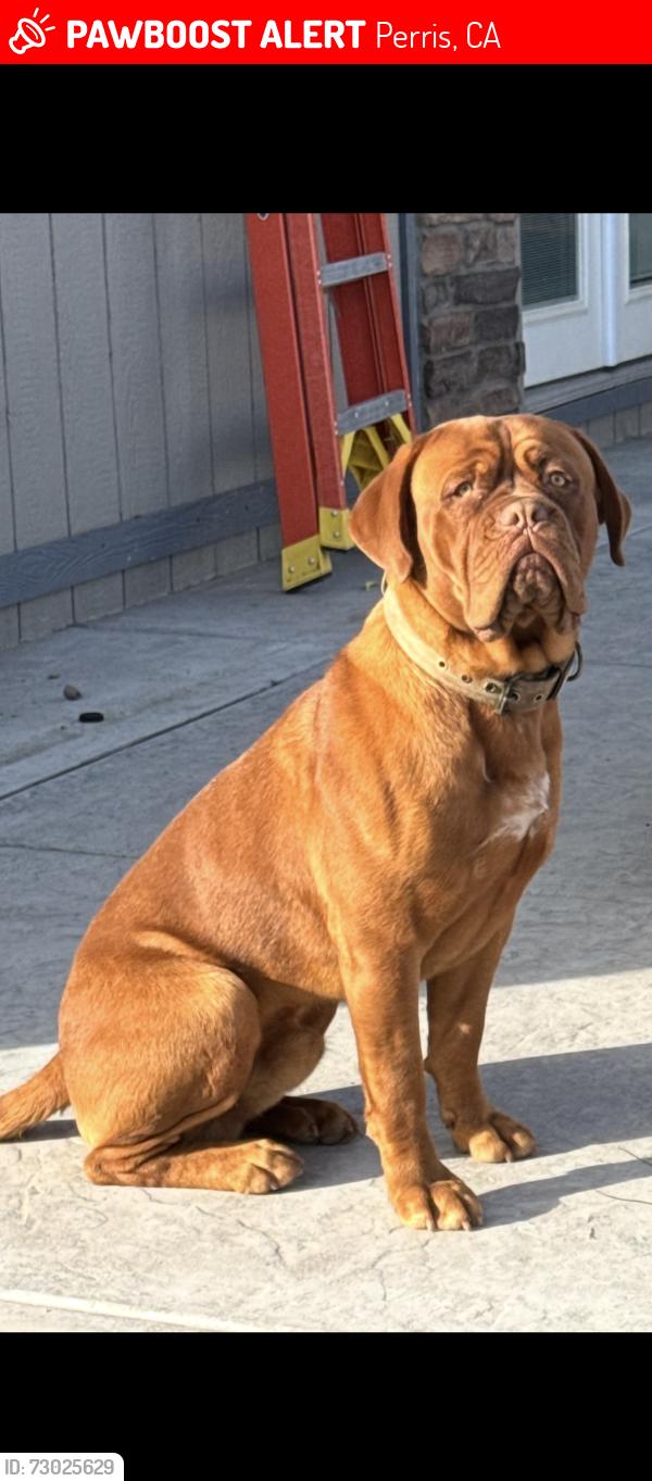 Lost Male Dog last seen Walnut, Perris, CA 92571