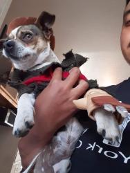 Lost Male Dog last seen Lost around the Tierra vista area, Oxnard, CA 93033