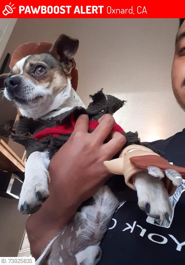 Lost Male Dog last seen Lost around the Tierra vista area, Oxnard, CA 93033