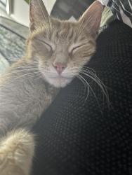 Found/Stray Unknown Cat last seen 127th street, Calumet Park, IL 60827