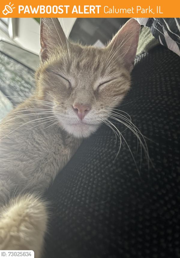 Found/Stray Unknown Cat last seen 127th street, Calumet Park, IL 60827