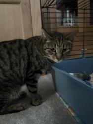 Reunited Female Cat last seen Loxley Drive, Nottinghamshire, England NG18 4FB