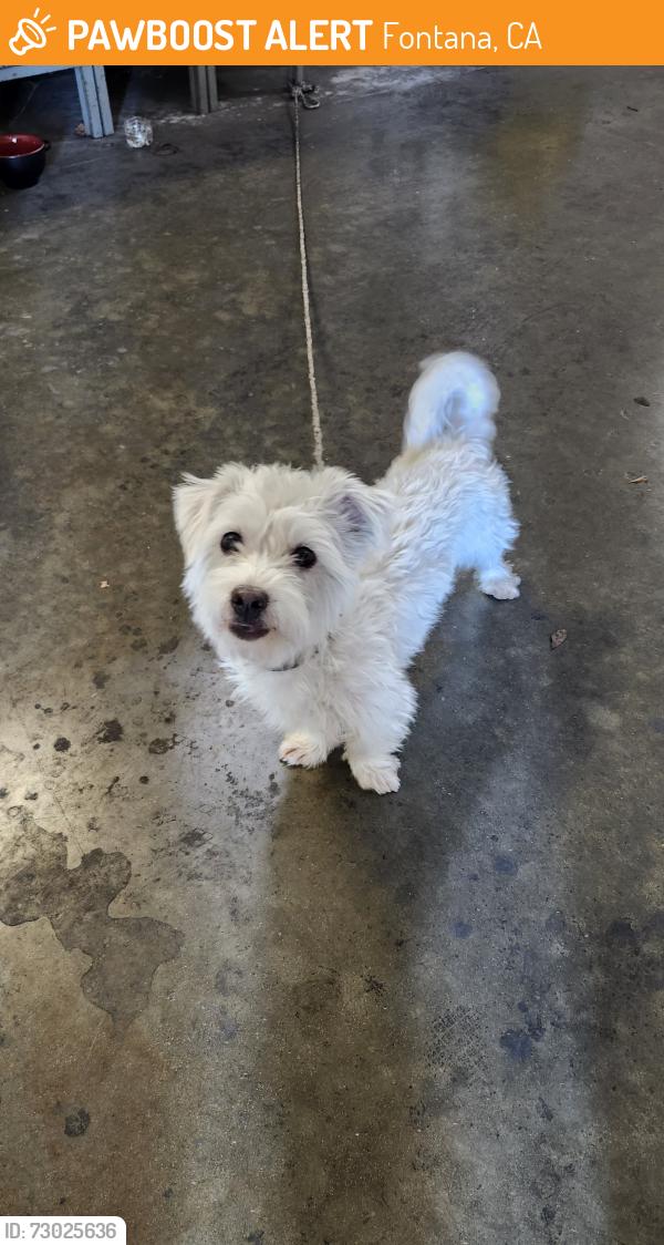 Found/Stray Male Dog last seen Cherry, Fontana, CA 92337