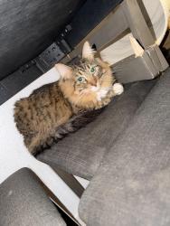 Reunited Male Cat last seen South P Street and Vassar Ave , Dinuba, CA 93618
