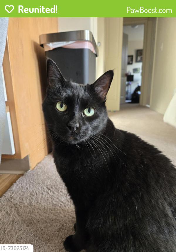 Reunited Male Cat last seen Keegan Dr, Herriman, UT 84096, USA, Herriman, UT 84096