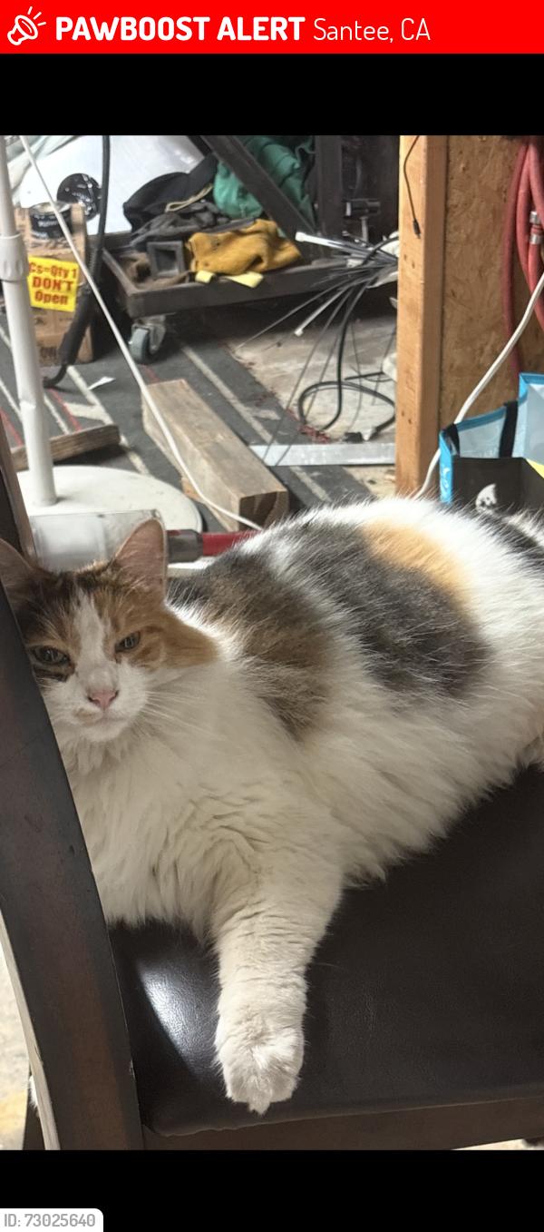 Lost Female Cat last seen Cadwell Rd between Ganley and Lasso, Santee, CA 92071