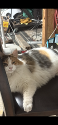 Lost Female Cat last seen Cadwell Rd between Ganley and Lasso, Santee, CA 92071