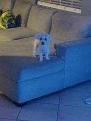 Reunited Female Dog last seen Sunkist st, E MISSON BLVD, E STATE ST, Ontario, CA 91761
