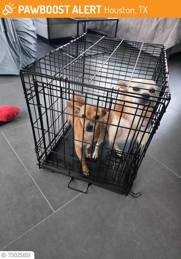 Found/Stray Male Dog last seen Aldi, Houston, TX 77043