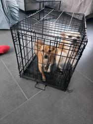Found/Stray Male Dog last seen Aldi, Houston, TX 77043