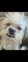 Lost Female Dog last seen North lauderale, North Lauderdale, FL 33068