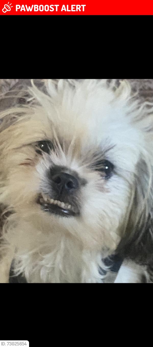 Lost Female Dog last seen North lauderale, North Lauderdale, FL 33068