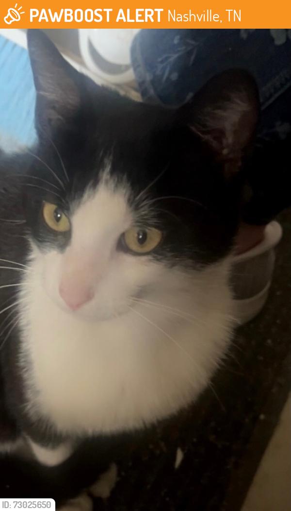 Found/Stray Male Cat last seen McDonald's, Nashville, TN 37080