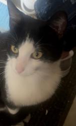 Found/Stray Male Cat last seen McDonald's, Nashville, TN 37080