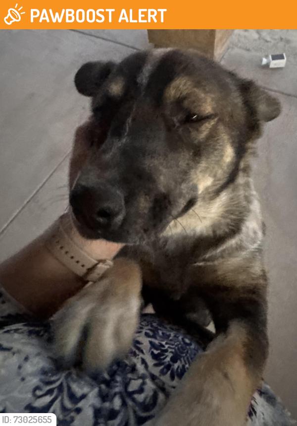 Found/Stray Male Dog last seen Lake Los Angeles elementary school, Lake Los Angeles, CA 93591