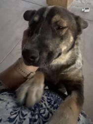 Found/Stray Male Dog last seen Lake Los Angeles elementary school, Lake Los Angeles, CA 93591