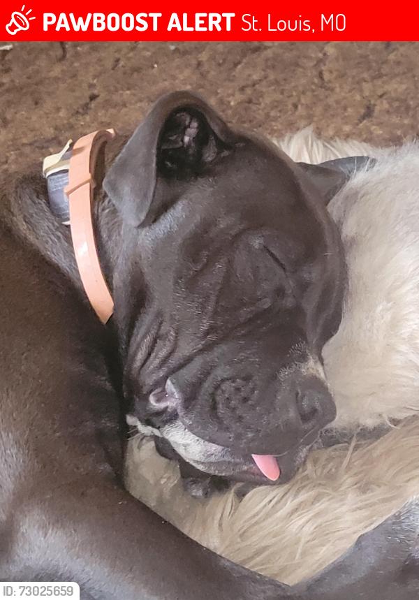 Lost Male Dog last seen Page and Lindbergh, St. Louis, MO 63113