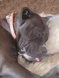 Lost Male Dog last seen Page and Lindbergh, St. Louis, MO 63113